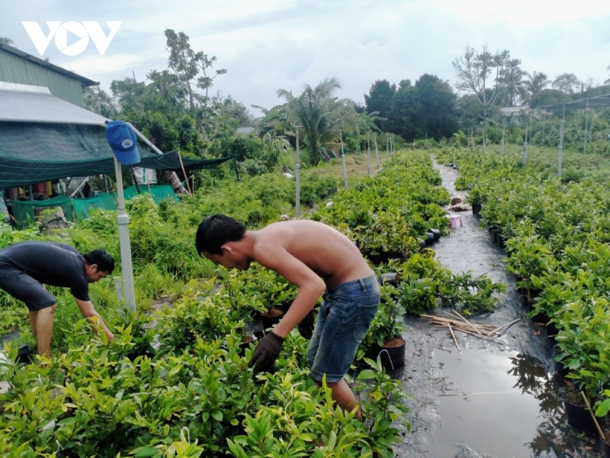 Nhiều nhà ở, vườn cây ăn trái tại Bến Tre bị thiệt hại do dông lốc